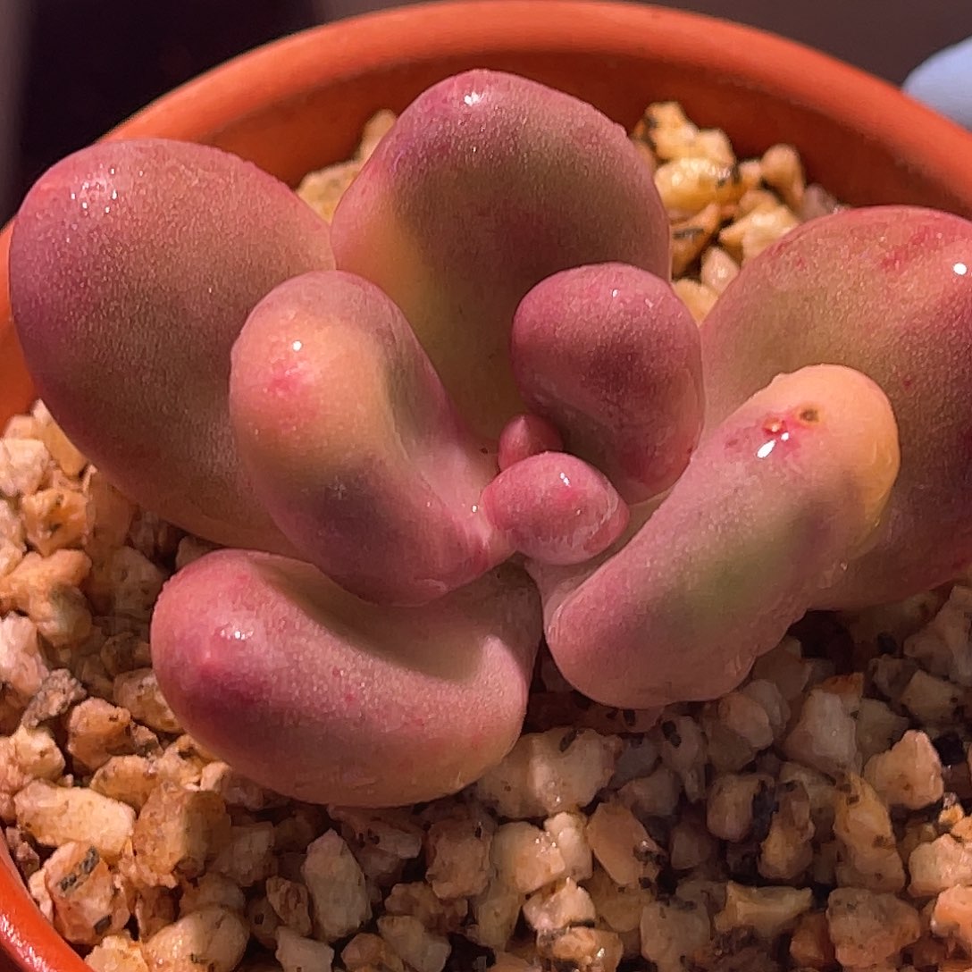 尚品园艺福利锦头盖