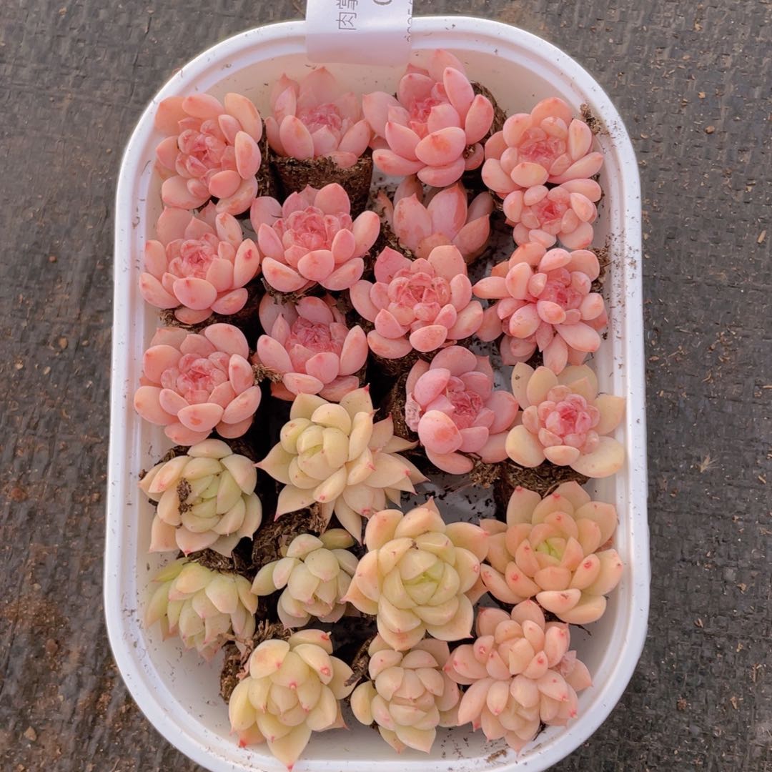 我们的生活方式是什么047