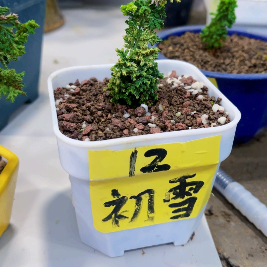 无花朵初雪石化桧…………