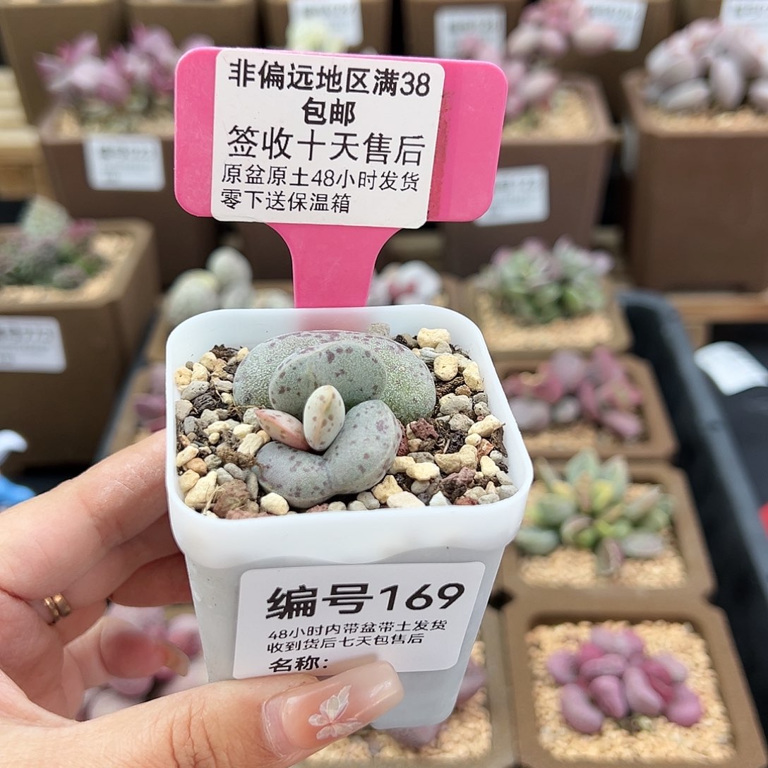 169巨型花蛋多肉植物