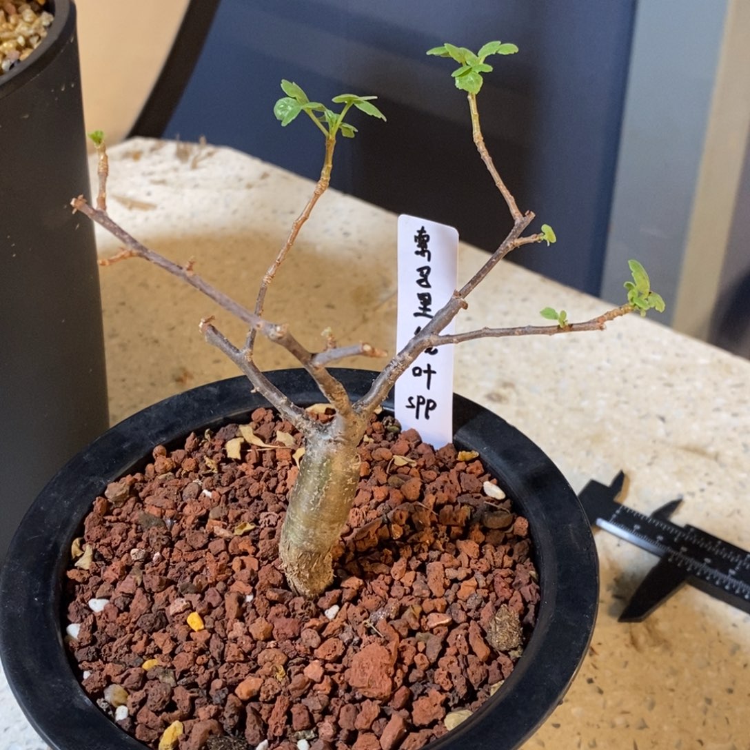 @***@索马里绒叶没药实生脱土发