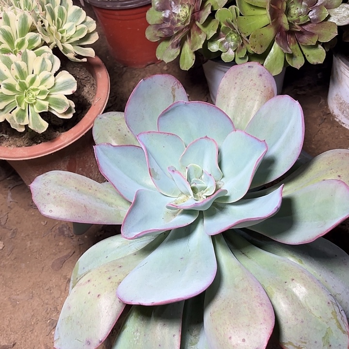 多肉植物布鲁克迪兰12