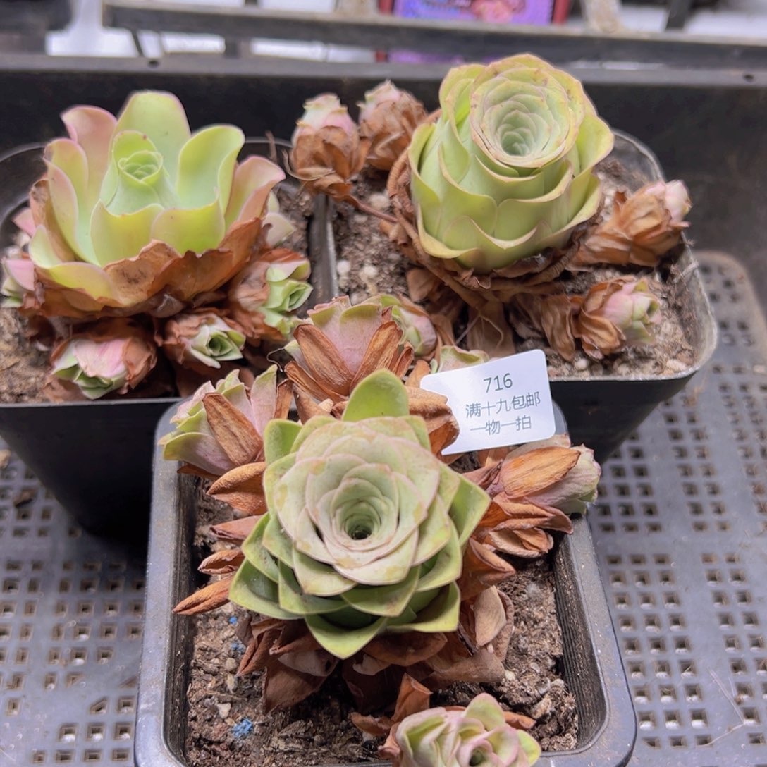 716 侧牙掉了不包损无售后