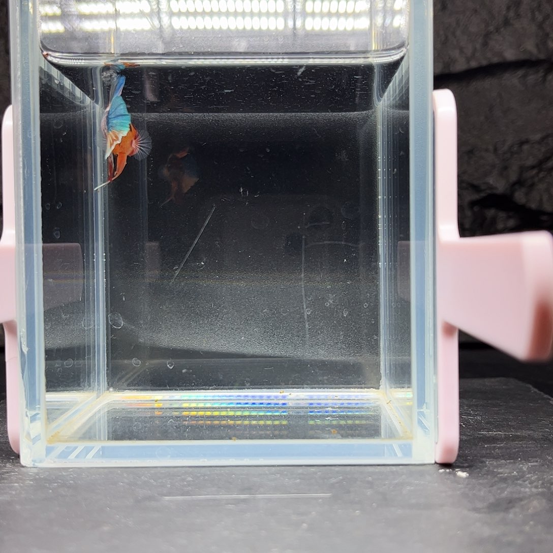 海水鱼宙斯斗鱼竞拍12-03