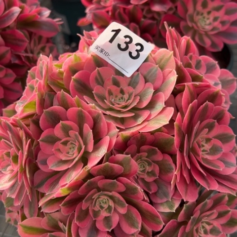 133女巫22厘米左右