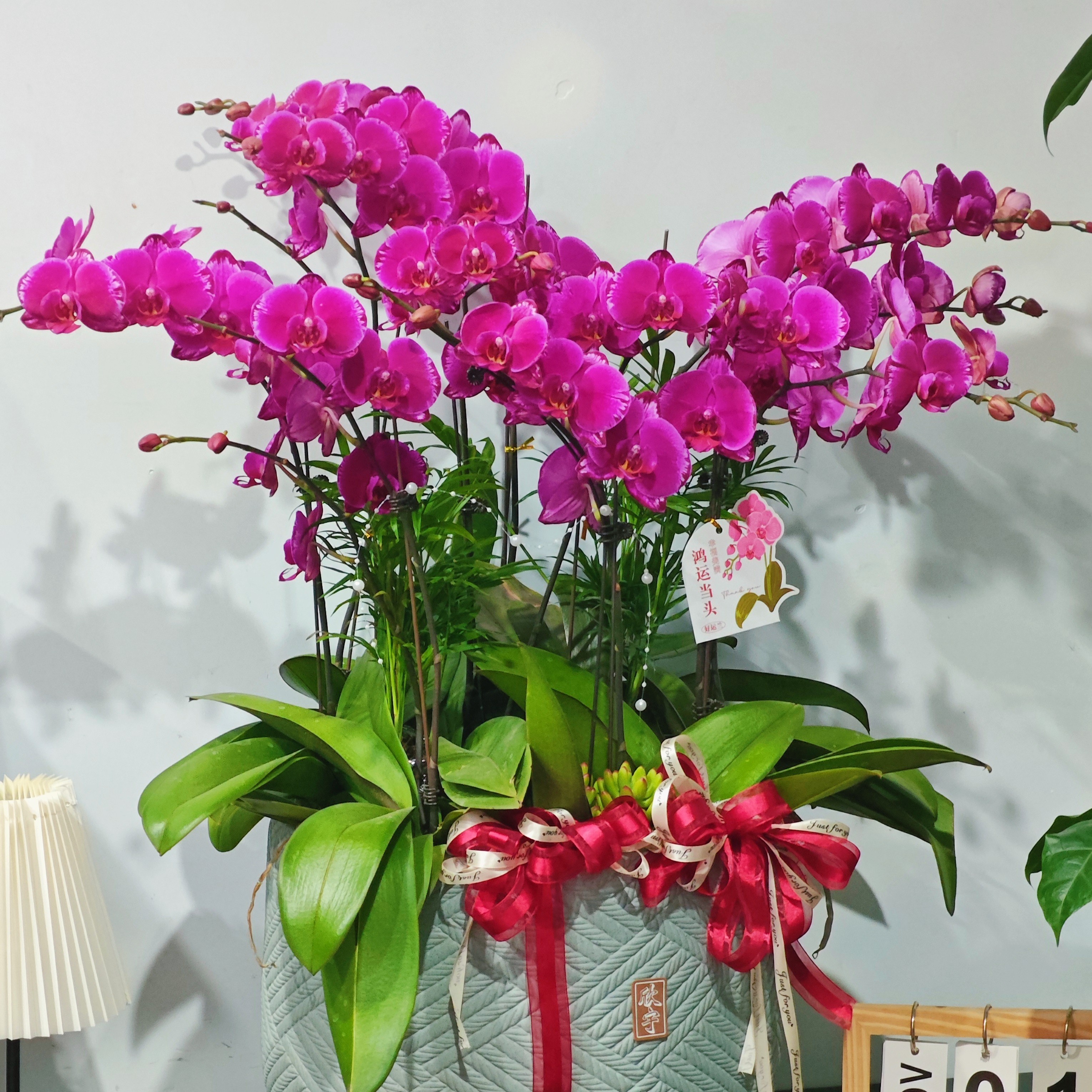 邹平周村可送家花礼蝴蝶兰10株盆栽