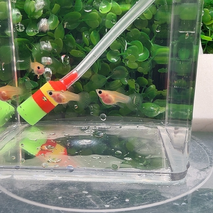 孔雀鱼粉猫球苗3母1公