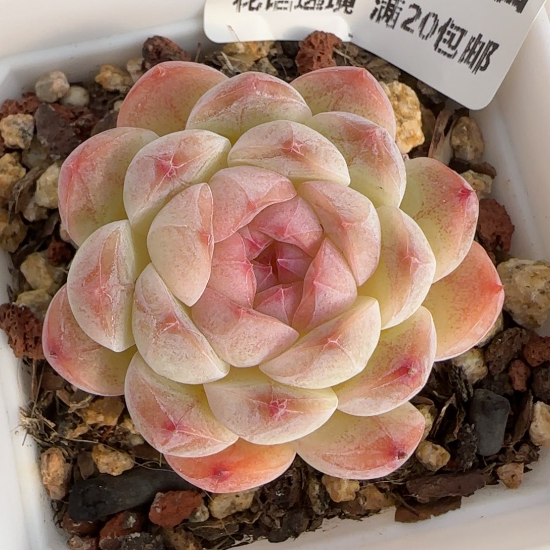 花语逸境0122-100