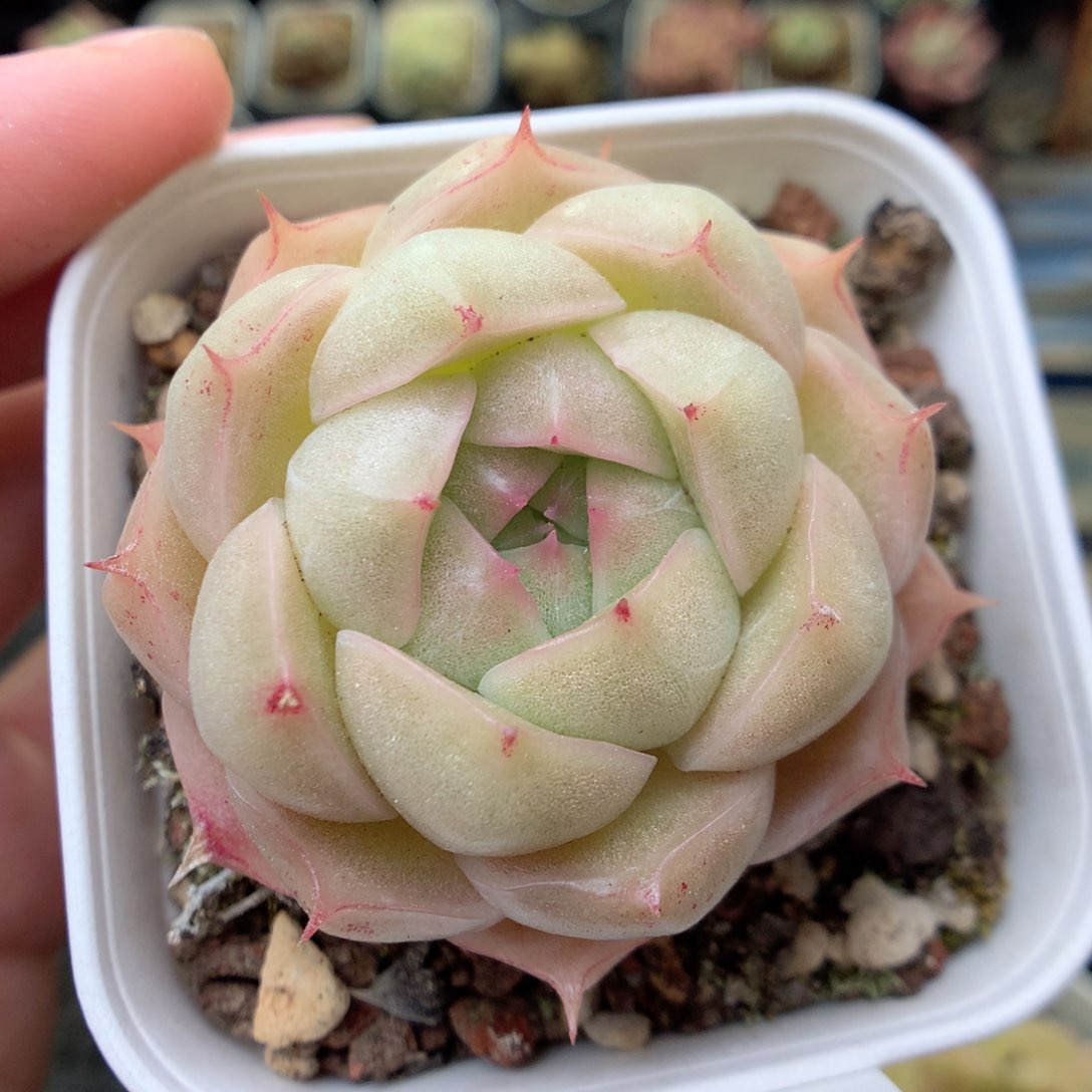 Q12 ，20包邮两天凑单偏远不发货