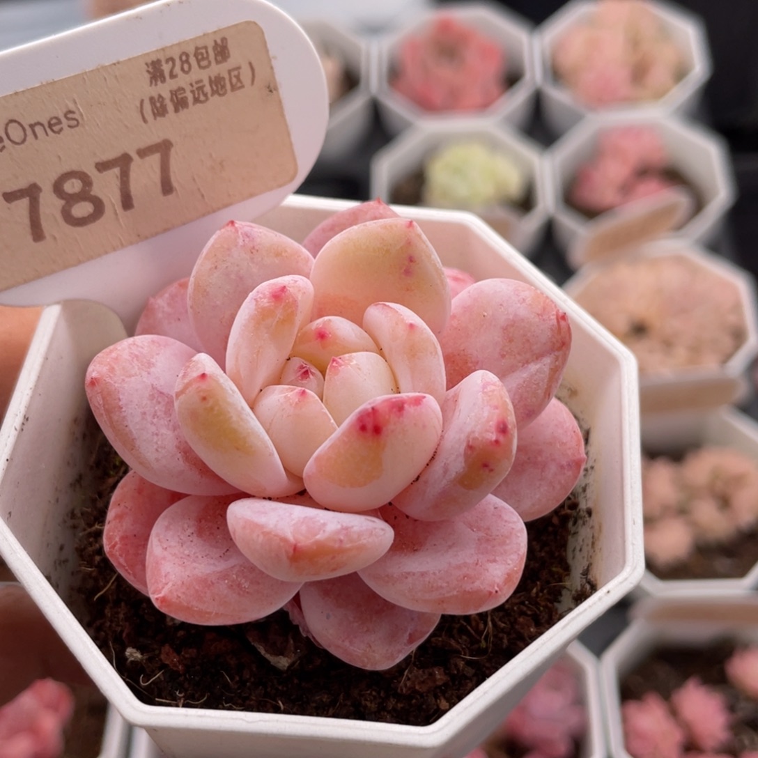 雪橙7877-5.5厘米