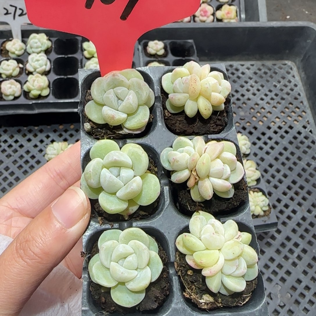 107冰玉哈哈哈哈哈哈哈