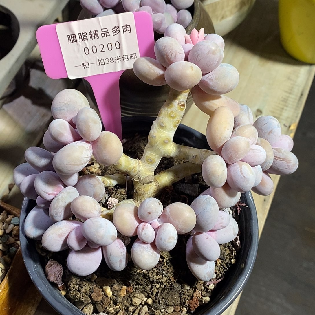 哗***啦00200奥体热线咯哦哦哦