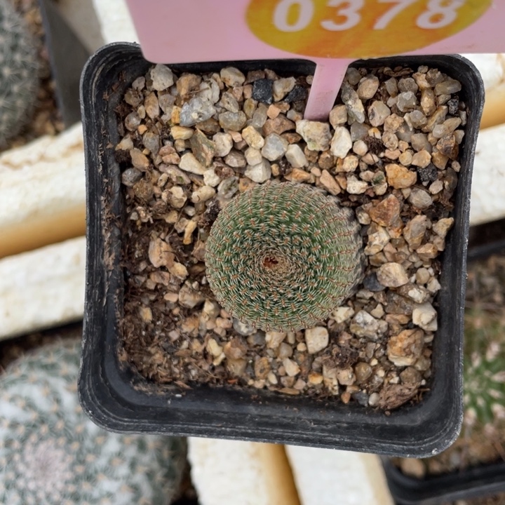金***斗实生黑斜子03780378
