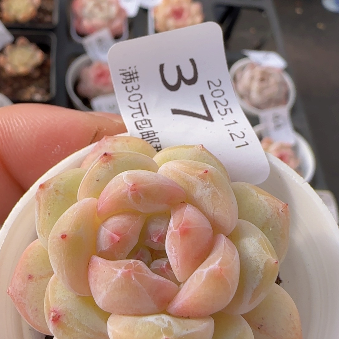 干冰单头一颗脱土发货