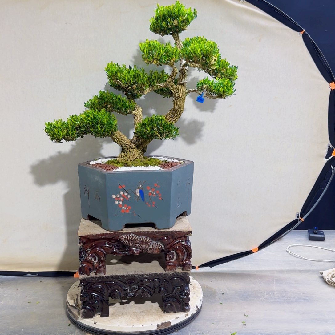 高端黄杨盆景艺术