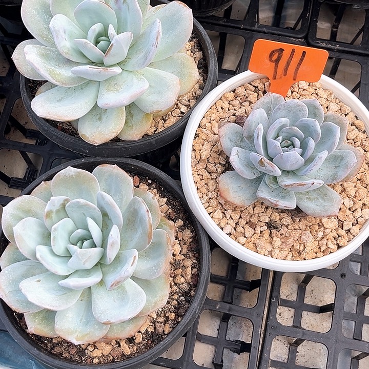 奶茶911号码牌子的