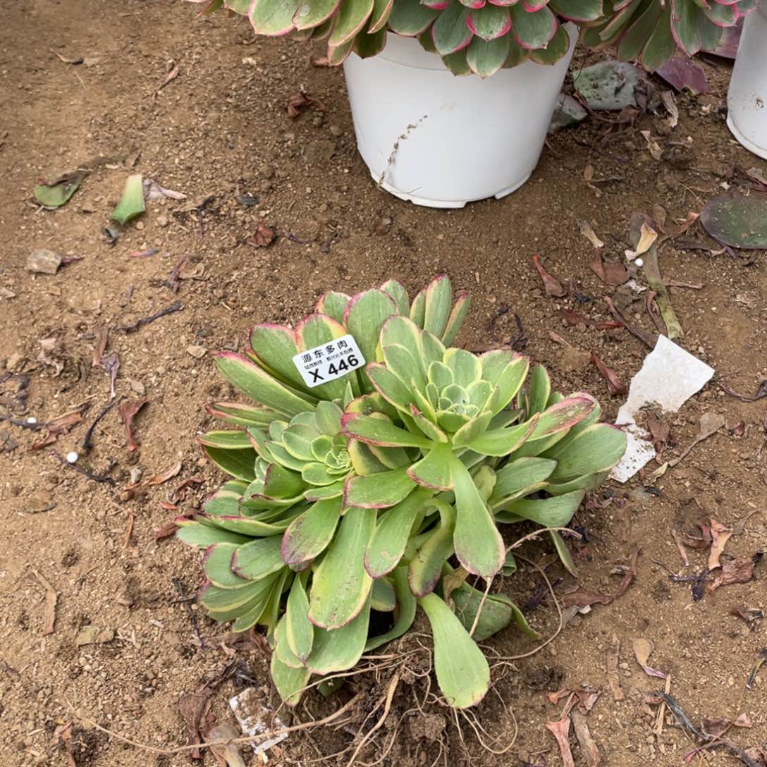 446奶白多肉法师断枝不包