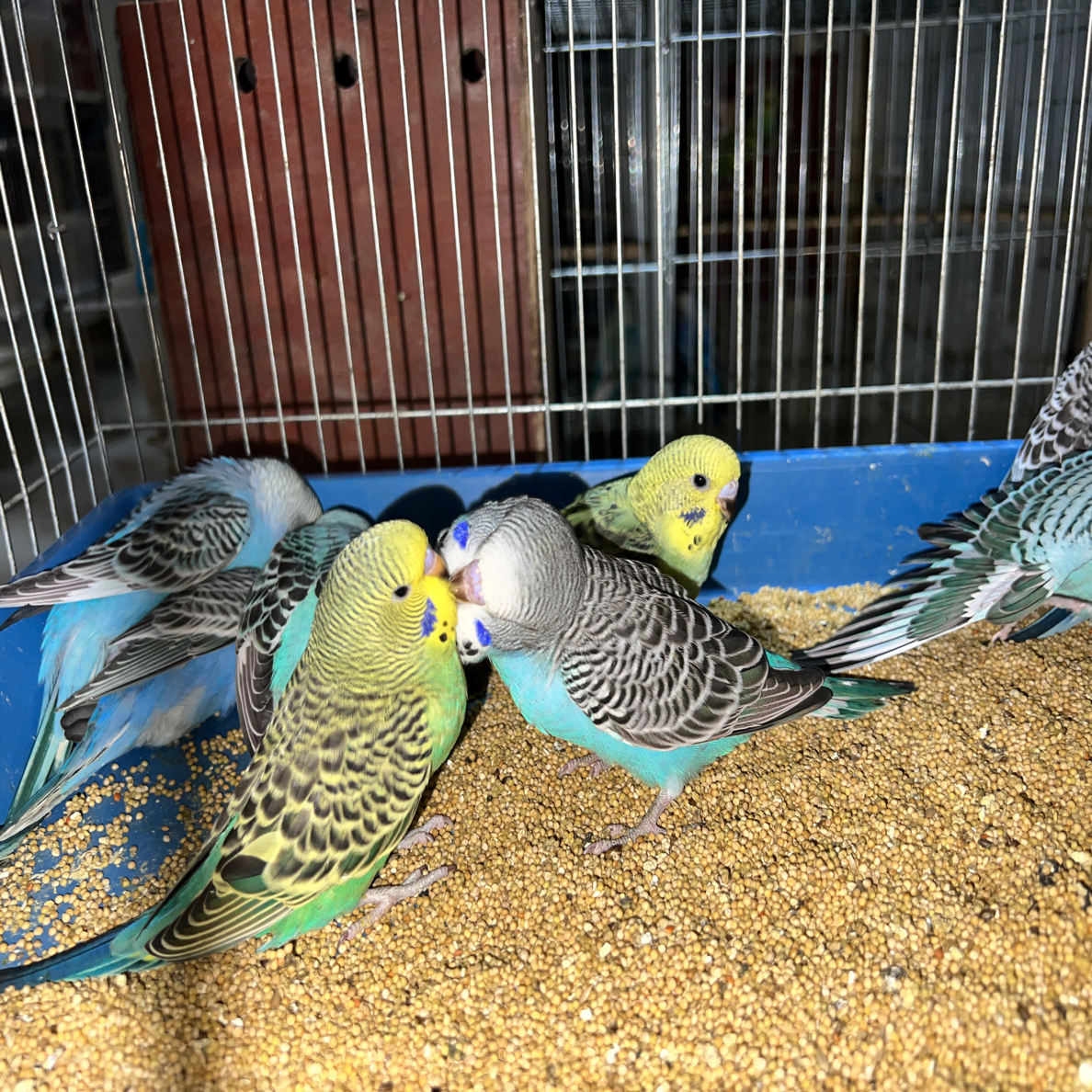 福利特价虎皮鹦鹉 少毛瑕疵