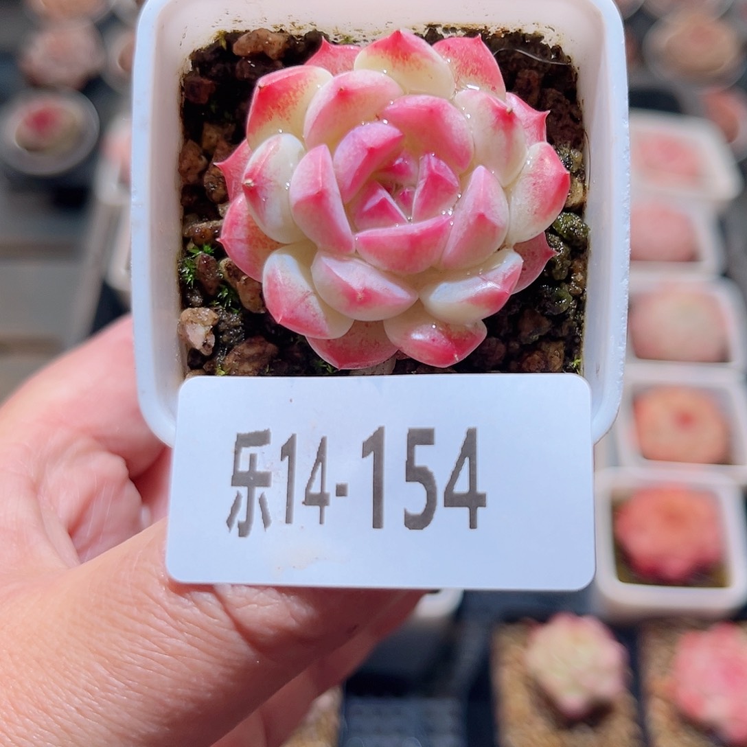 乐14-154 白桃单头 