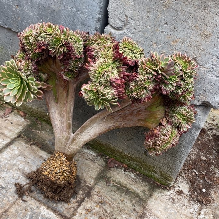 *****法师老桩缀化朝霞