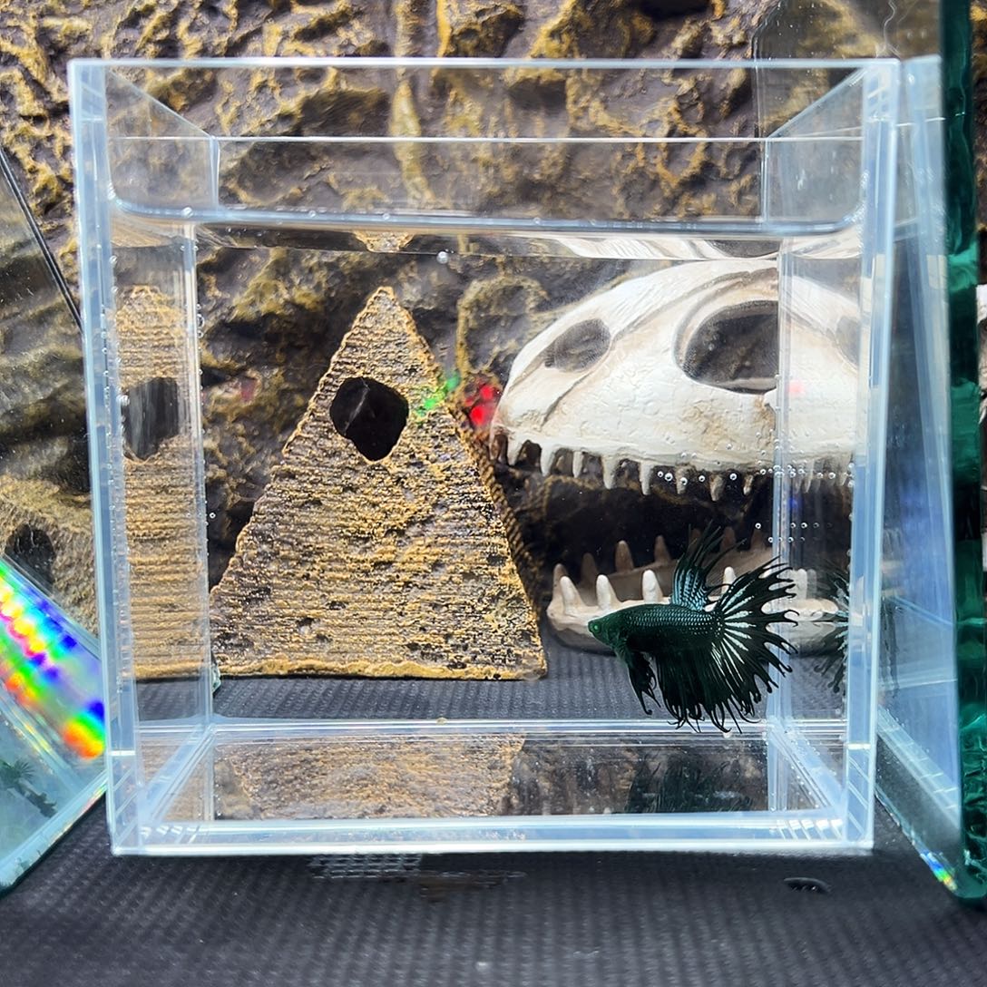 斗鱼精品精品精品精品