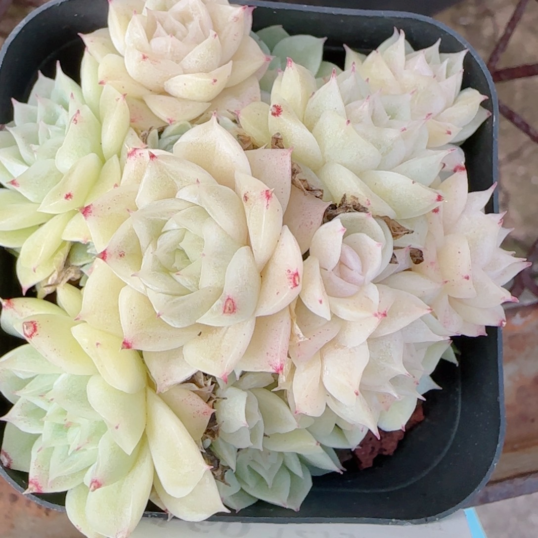 用***5花语多肉1226-160散