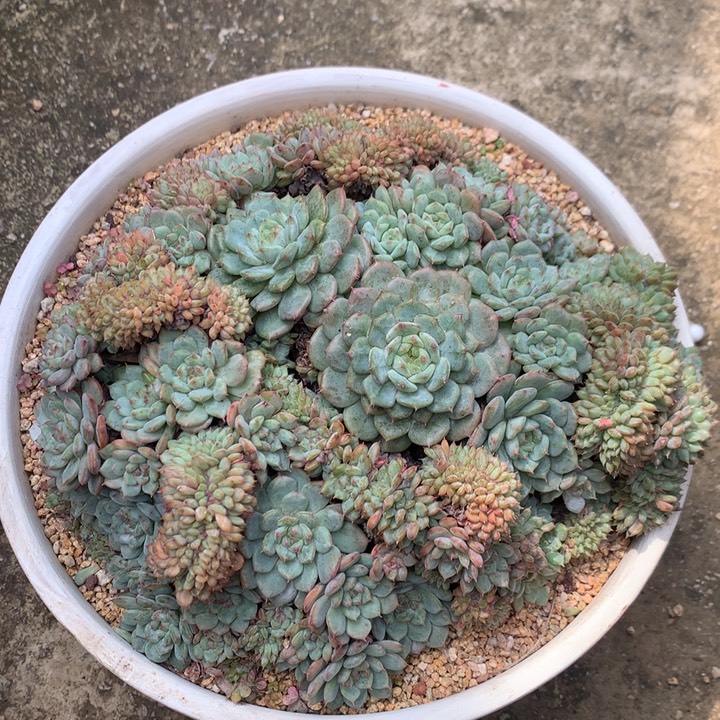 白胖子盘龙满天星潜力股