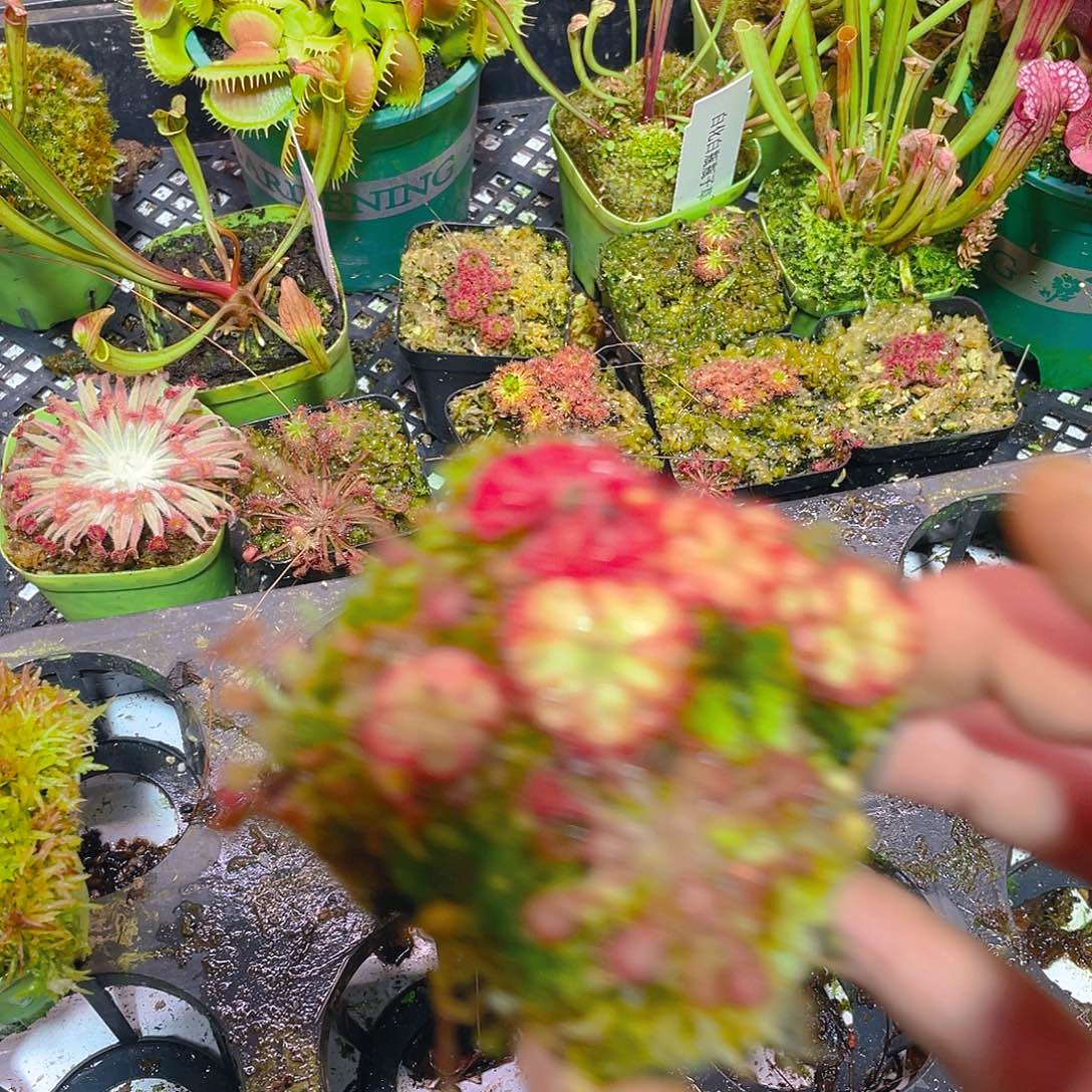 完全开放混合茅膏菜3