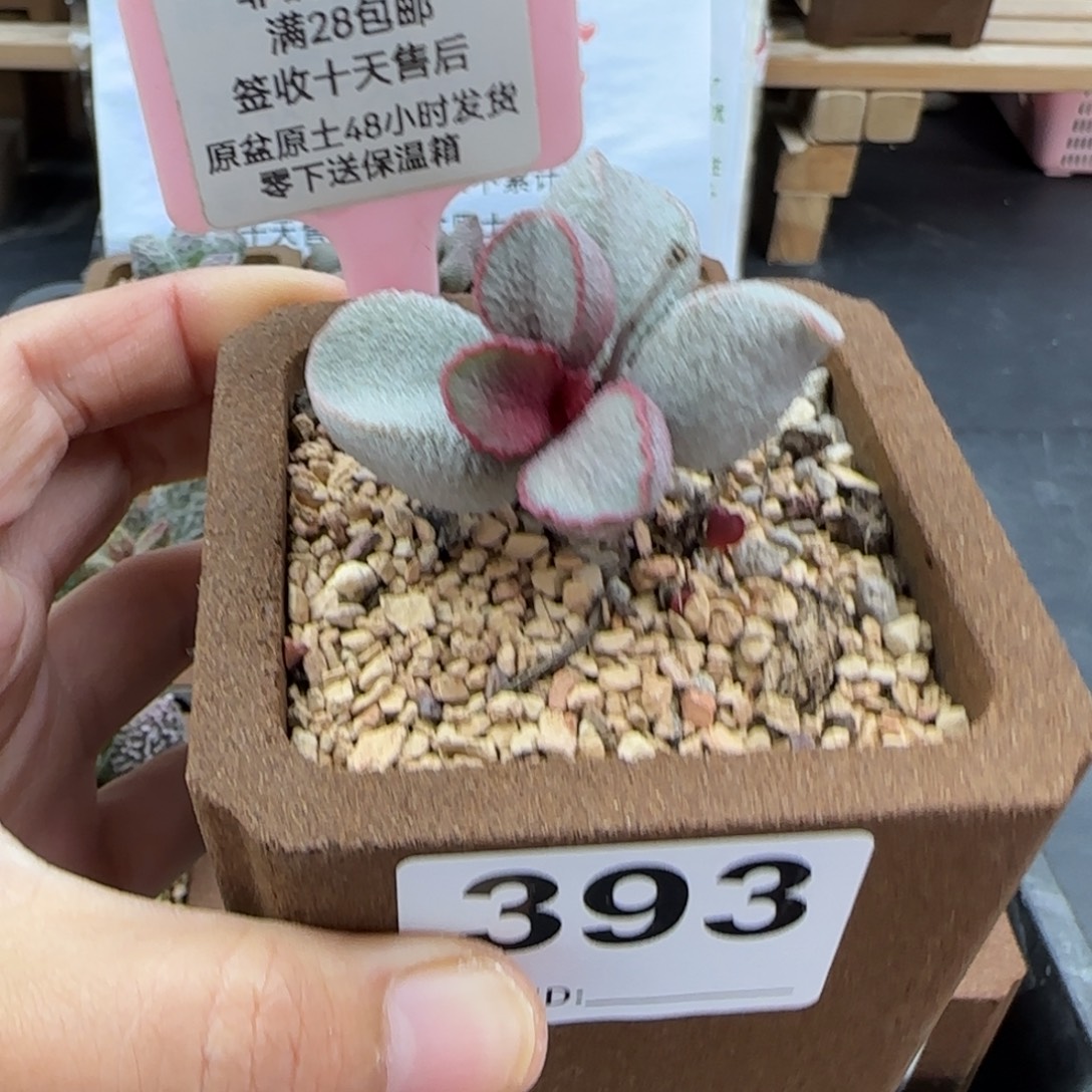 P***.谪仙多肉的植物393