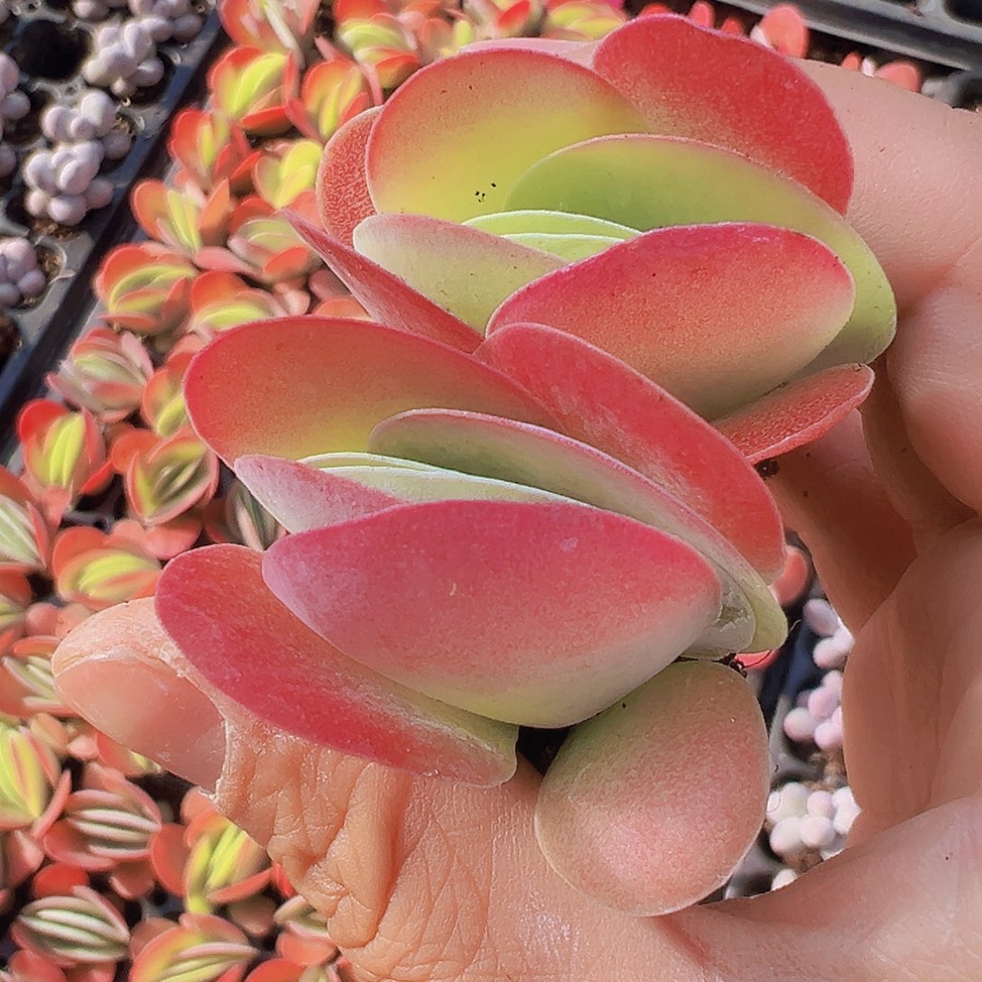 唐寅苗5颗19包邮多肉