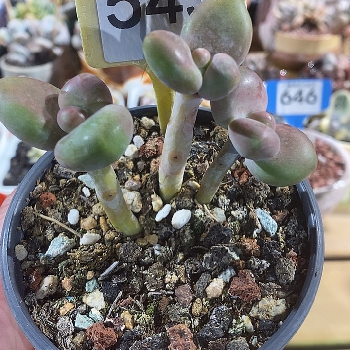 芒果奶543号的啊啊啊多肉啊啊