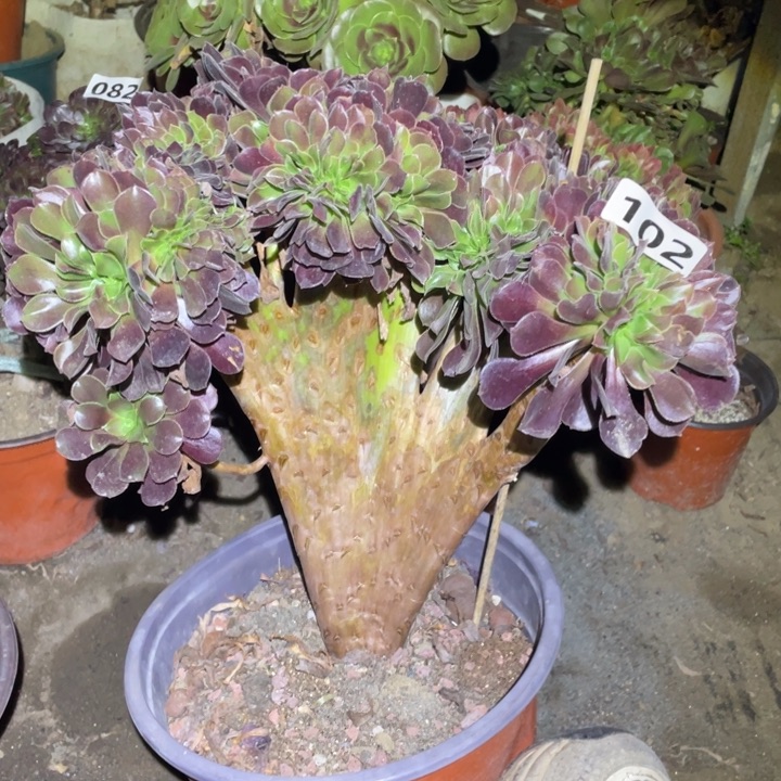 102号欧紫缀法师29厘米左右