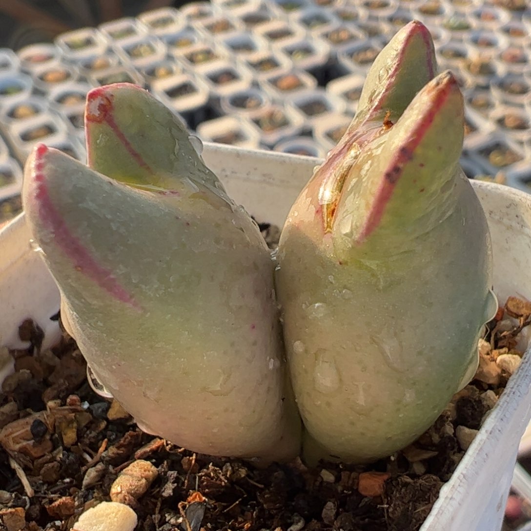 皮卡丘多肉植物1