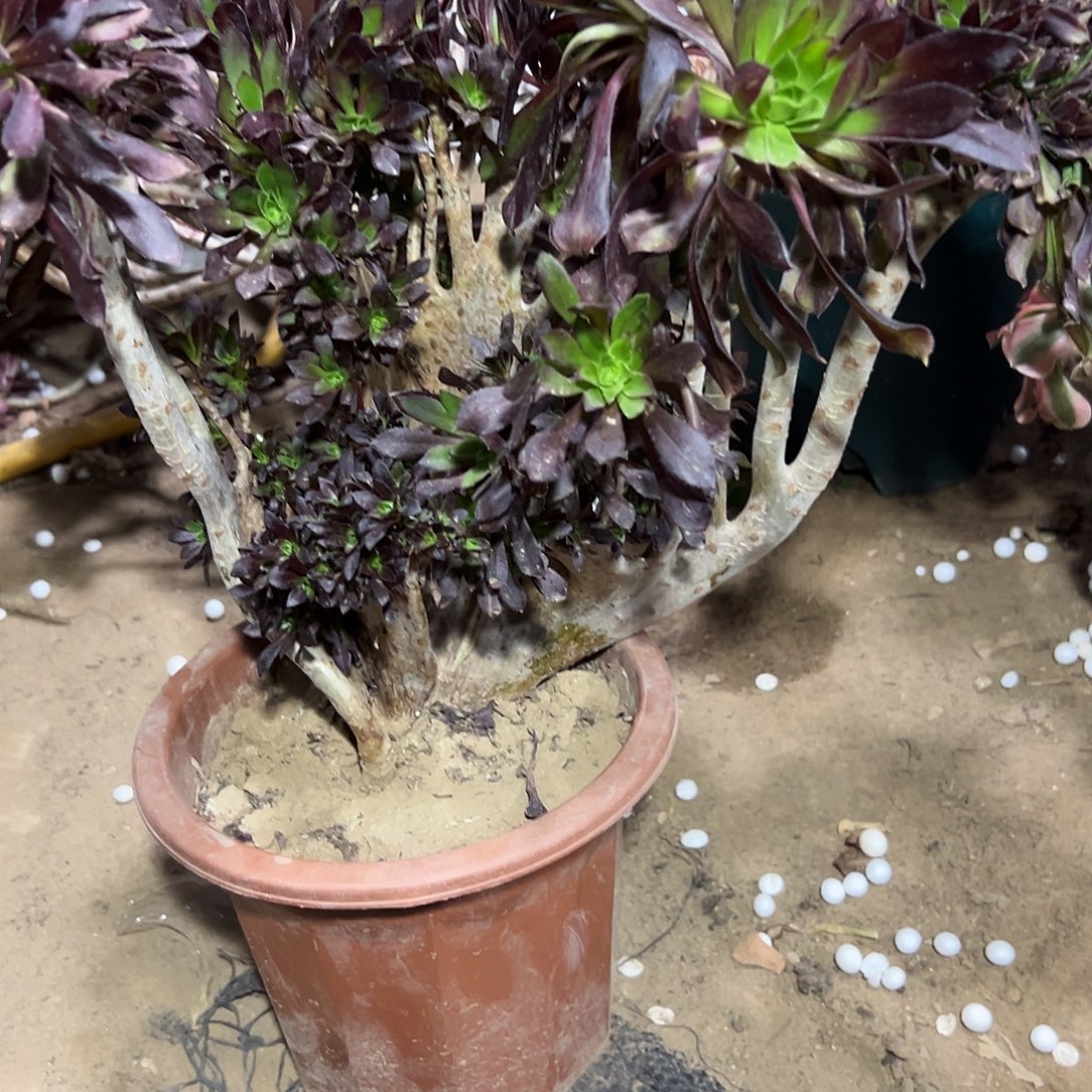 多339肉植物黑法师缀花