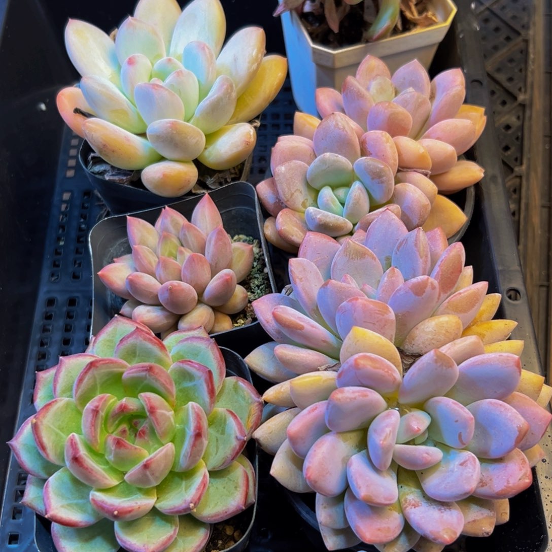 100多肉植物的生长发育和