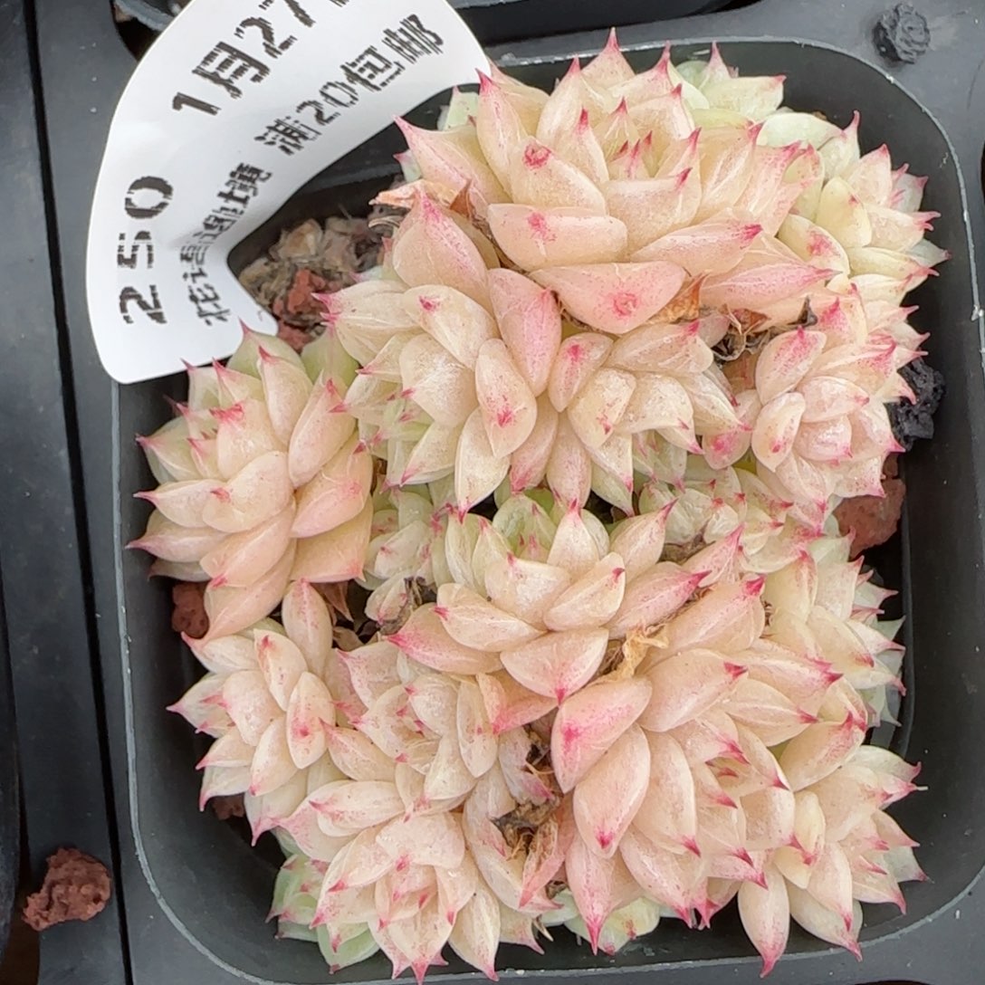 花语逸镜0127-250散