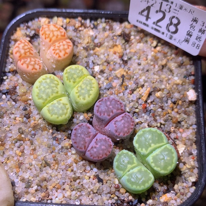 精品生石花213.428