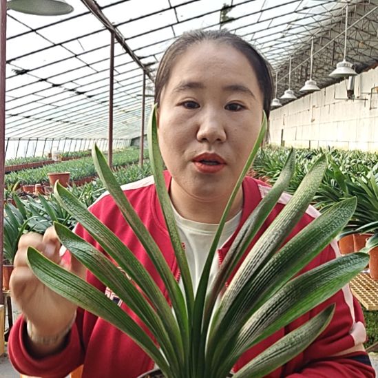 老***郑无花朵老郑      100