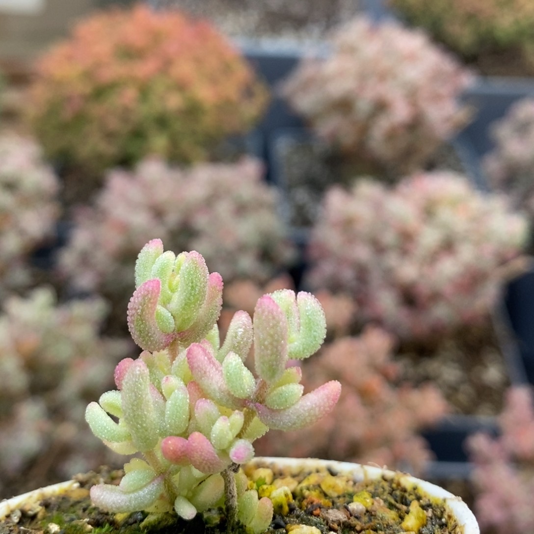 红宝石锦5282枝干番杏