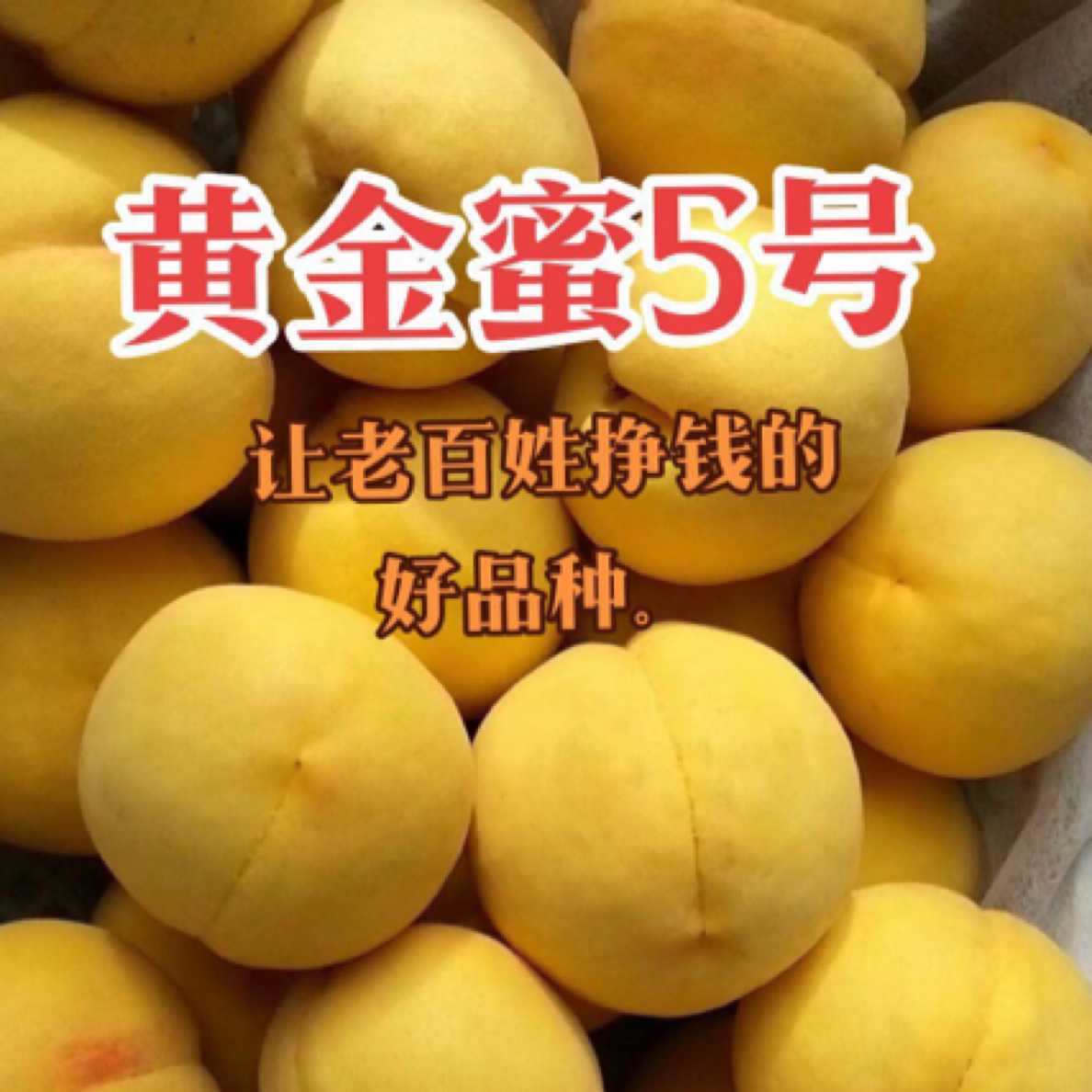 小夏苗木 八月中旬成熟 黄金蜜五号黄桃 南北方嫁接水果树苗