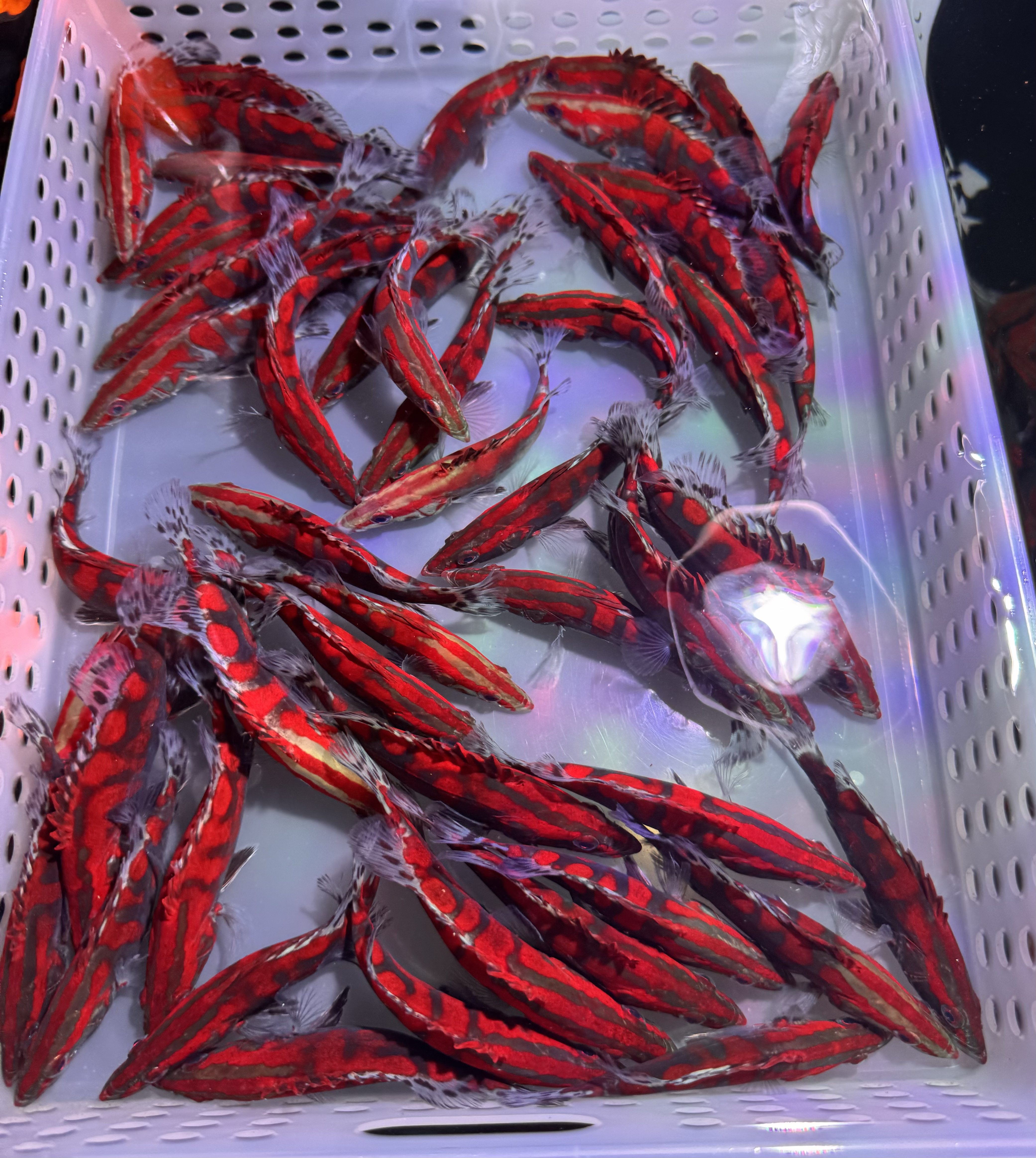 直播现挑红文鳜鱼 量多可吃饲料 中国虎鱼