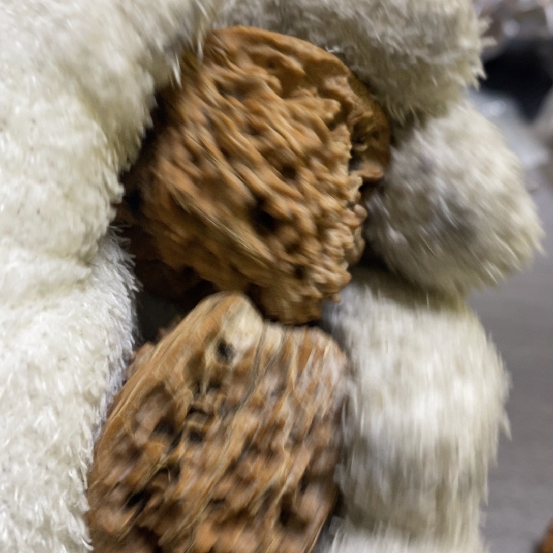 小***丶秦岭森林中发现过几株