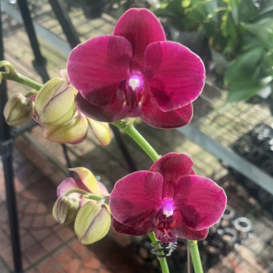 蝴蝶兰 拉菲 带花带花苞