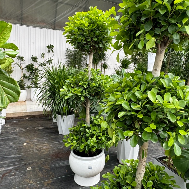 三层榕树瓷盆1盆