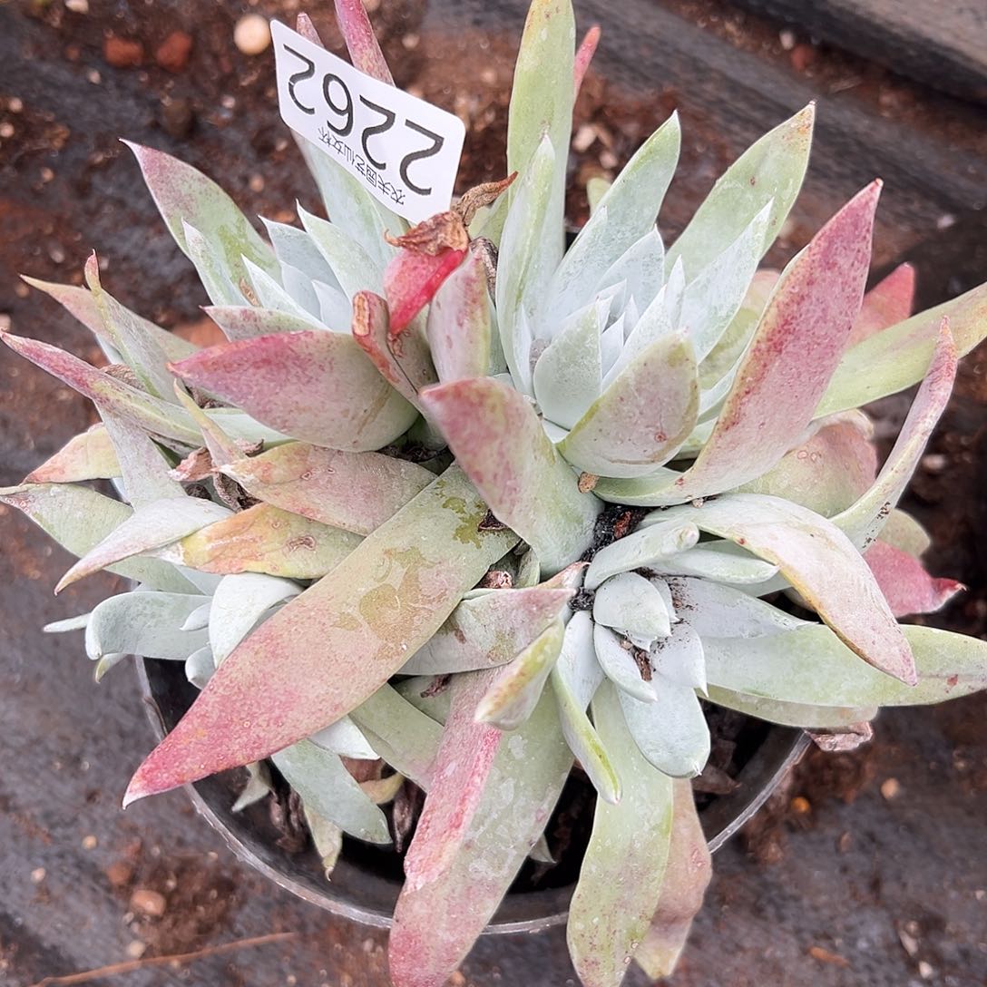 阿金尼仙女杯多肉。