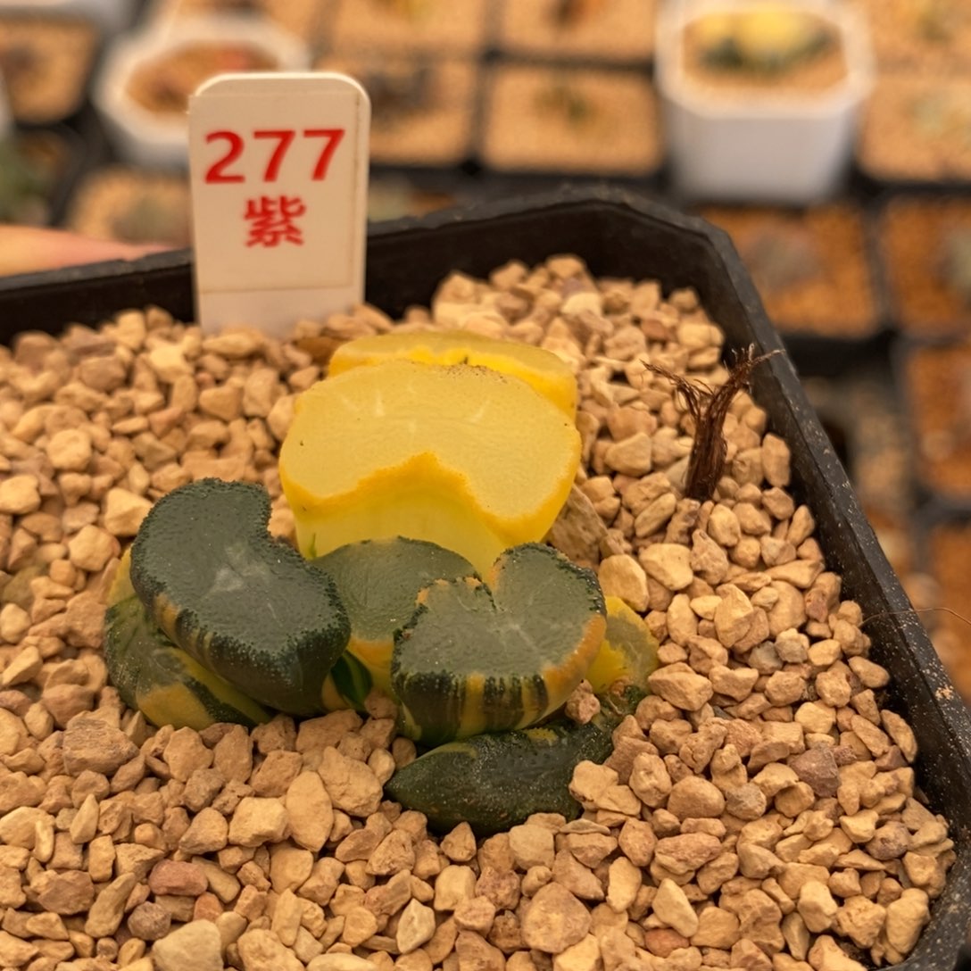 277大明湖万象多肉植物