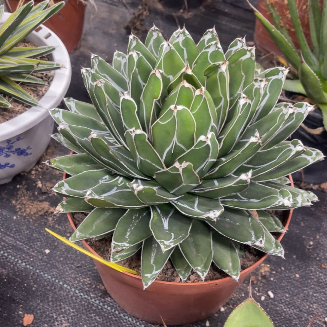 笹之雪龙舌兰系列23cm