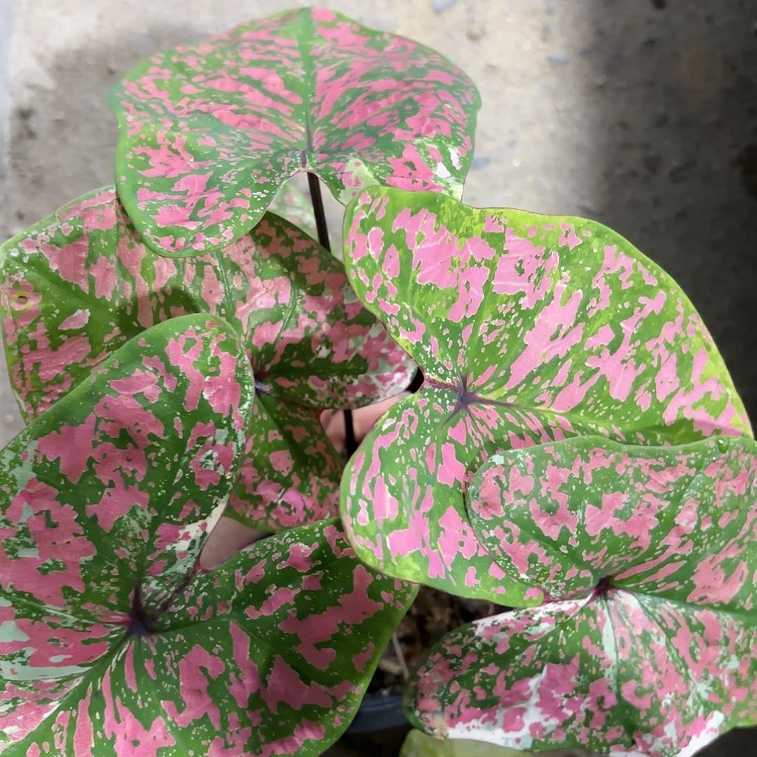 589-0118彩叶芋泰国发货