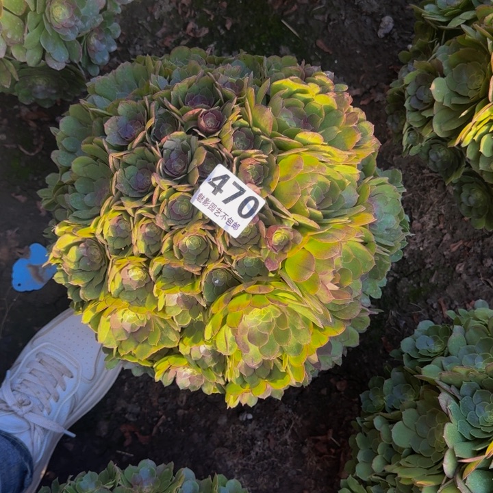 万圣节花29-22包邮花花