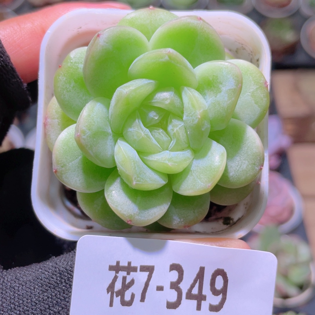 花利美7-349珍妮 